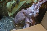 PICTURES/Oregon Coast Aquarium - Newport/t_Octopus13.JPG